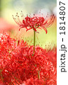 美しい曼珠沙華