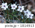 栃木のセツブンソウの花
