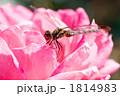 バラの花に止まるノシメトンボ