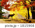 奈良公園の鹿