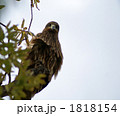 鳶の瞳