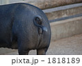 黒豚のお尻