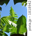 バナナの木の間から見える青空