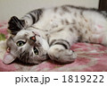 ごろ寝猫