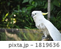インコ
