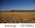 1819862