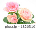 キュートなピンクのミニバラの花。
