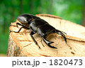 ホペイオオクワガタ
