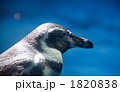 1820838