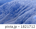 樹氷満開