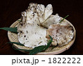 幻の茸スギタケ