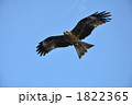 鳥