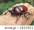 かぶとむし