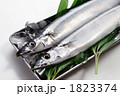 刺身用の生サンマ