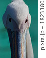 1823380