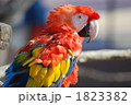1823382