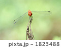 ナツアカネ