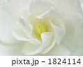 花一凛