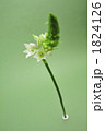 花一凛