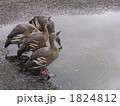 水を飲む鳥
