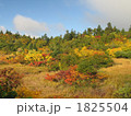 睡蓮沼付近の紅葉