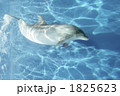 1825623