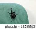 オフィスのカブトムシ