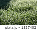 そばの花