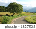 1827528