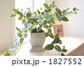 観葉植物