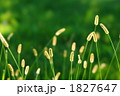 ねこじゃらし ねこじゃらし