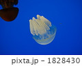 鳥羽水族館のクラゲ
