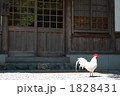 横向きの雄鶏
