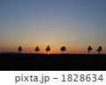 メルヘンの丘にたたずむ木