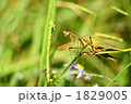 オオカマキリ