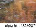 落ち葉