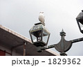 街灯にたたずむカモメ（ウミネコ）