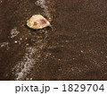鹿島灘産はまぐり