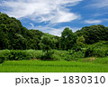 夏の里山