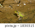 トウキョウダルマガエル