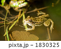 トウキョウダルマガエル
