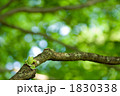 木に登るモリアオガエル