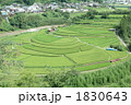 和歌山県あらぎ島の棚田2