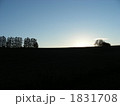 夕暮れのマイルドセブンの丘（北海道：美瑛）