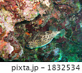 ハリセンボン