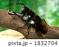 ダイオウヒラタクワガタ