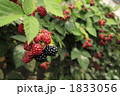 ブラックベリー