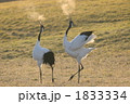 1833334