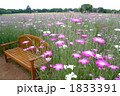 薄紫色のアグロステンマの花が咲く広い原っぱ