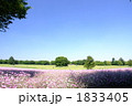 薄紫色のアグロステンマの花が咲く広い原っぱ